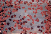 Realistické listoví - Javor, suché listí (červené) - HO
