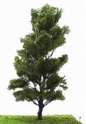 Super fine stromy - Olše dvojitá 100 mm - HO/TT