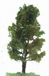 Olše dvojitá - 70 mm