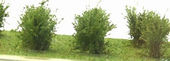 Nízké keře - mikro listí - zelená savana
