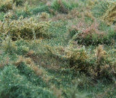 Lesní porost - exclusive program - varianta D