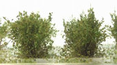 Nízké keře - jemné listí - zelená savana