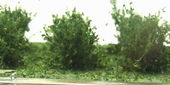 Nízké keře - jemné listí - zelená dubová