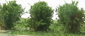 Nízké keře - jemné listí - zelená osiková