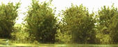 Nízké keře - jemné listí - zelená vrbová