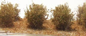 Nízké keře - jemné listí - suchý dub