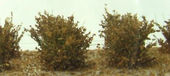 Nízké keře - jemné listí - oranžová tmavá