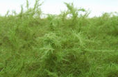 Vysoká tráva - zelená světlá