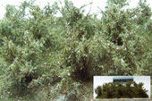 Vysoké keře - zelená savana - střední listí