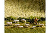 Stádo ovcí HO